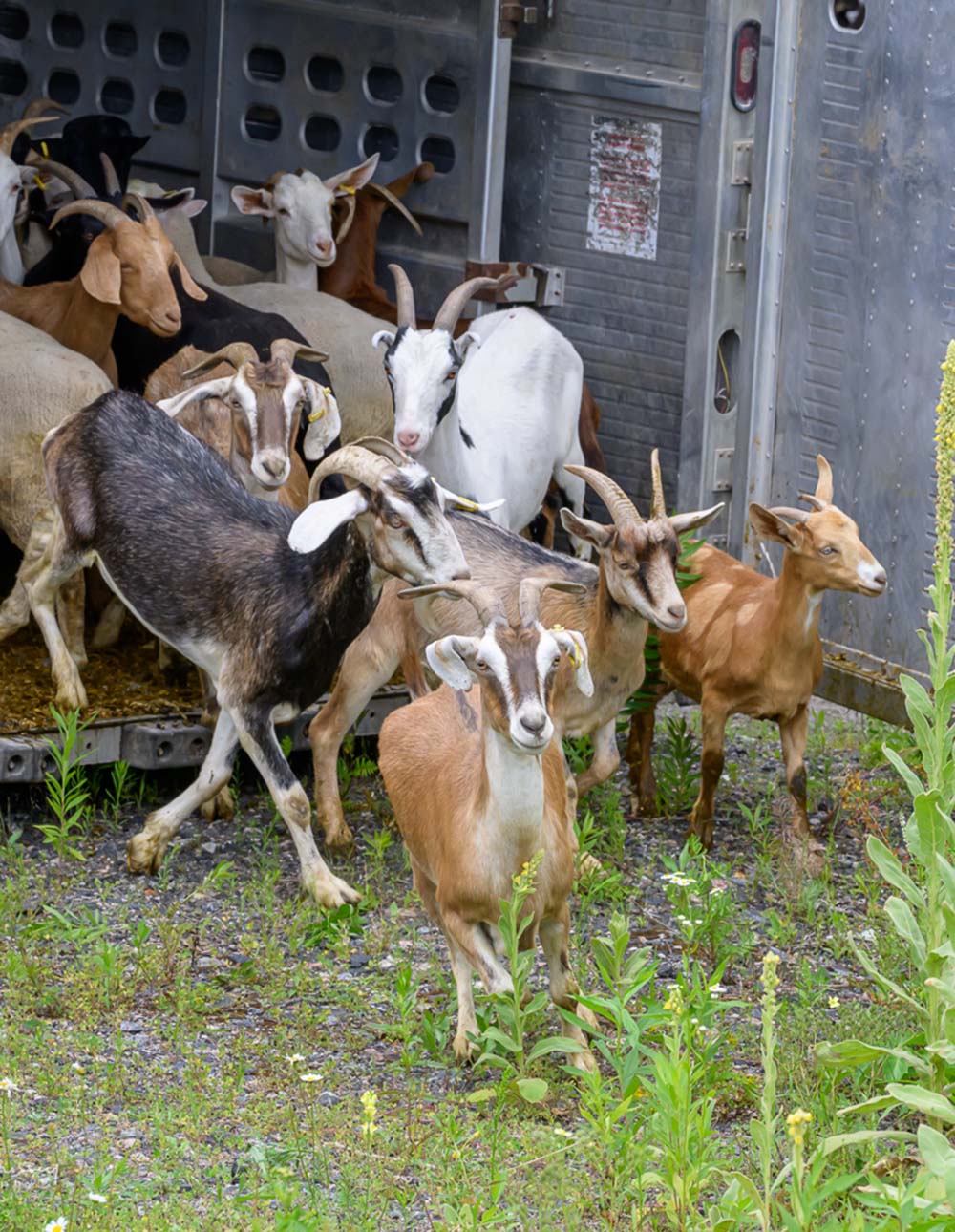 A herd of goats exits a trailer into a field
